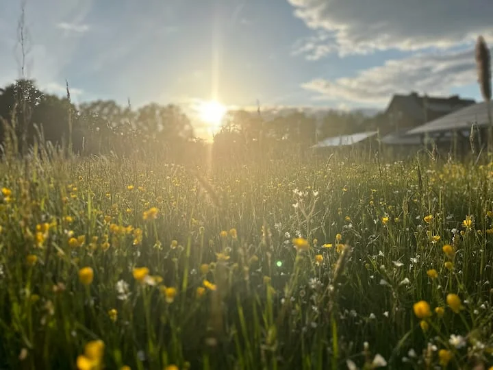 Sonnige Wiese in der Umgebung der Ferienwohnung