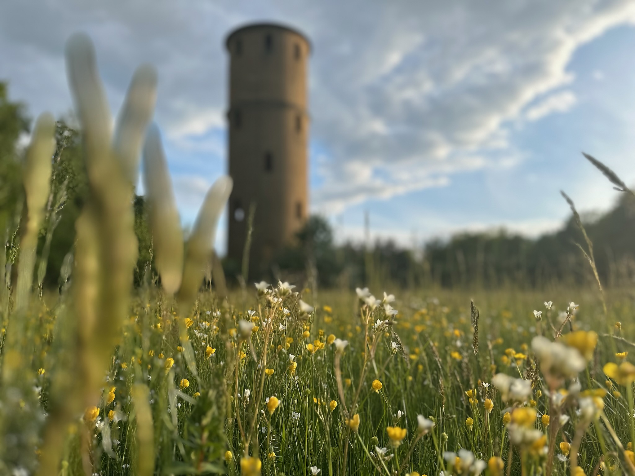 Blühende Wiese mit dem Wasserturm im Hintergrund